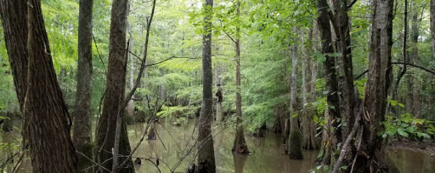 Bogue Chitto