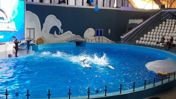 Groznenskiy Del'finariy