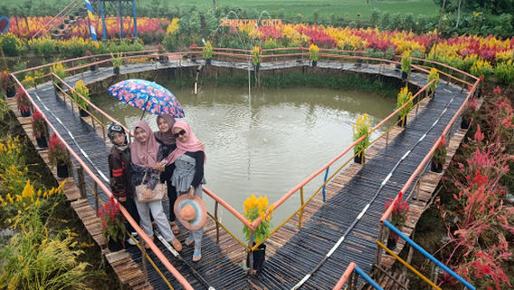Kebun Bunga Matahari dan Celosia