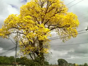Urbanizacion La Viña