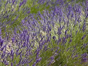 Valensole