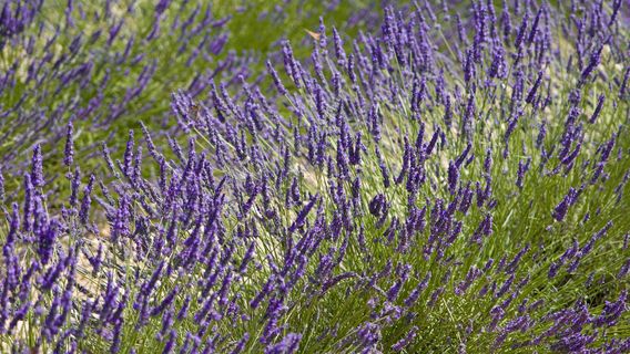 Valensole