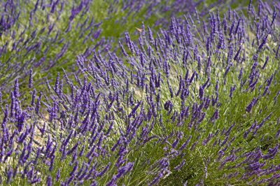 Valensole