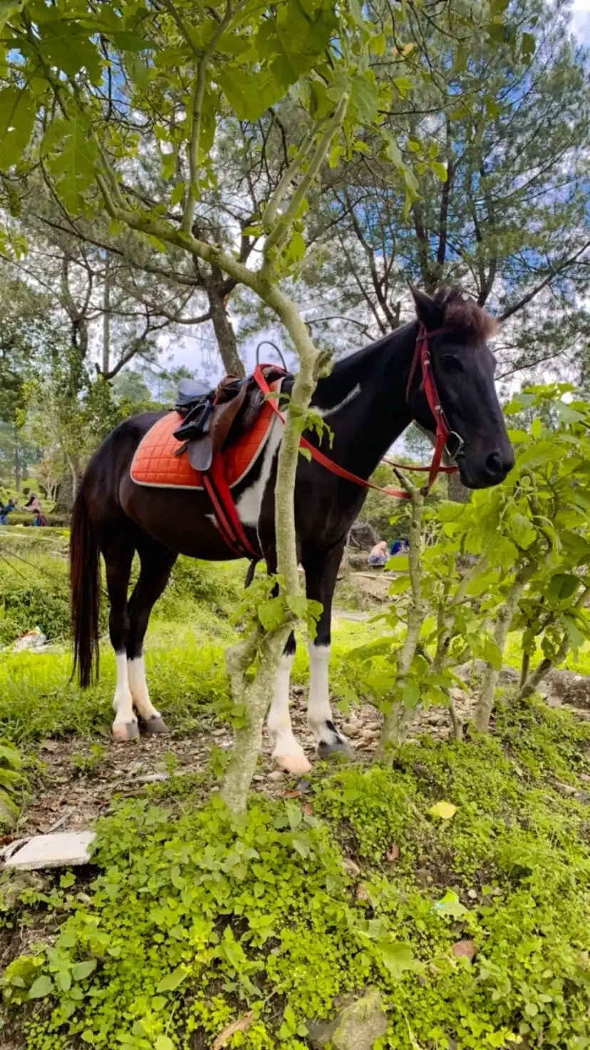 Hotels near Gedong Songo Temple
