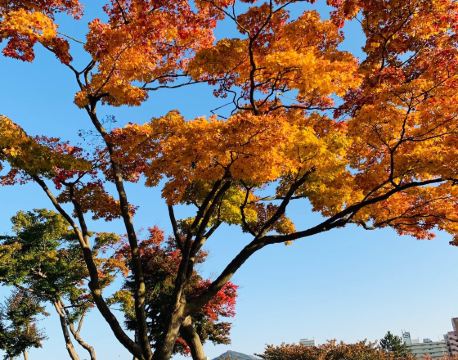 盛岡 自由行套票