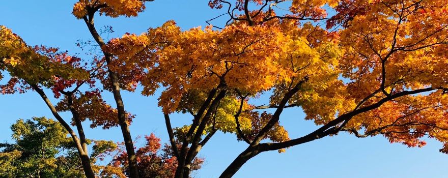 Morioka-jo Castle Site Park (Iwate Park)