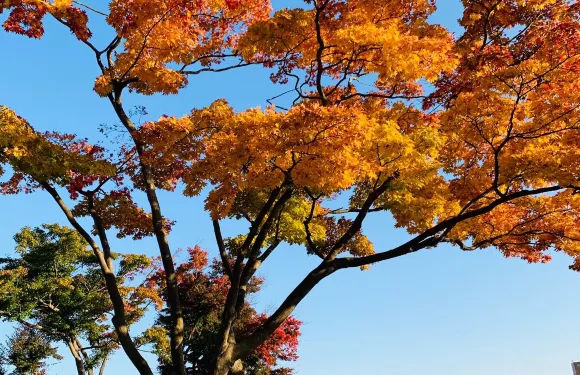 盛岡
