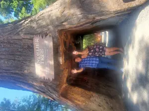 Drive-Thru Tree Park