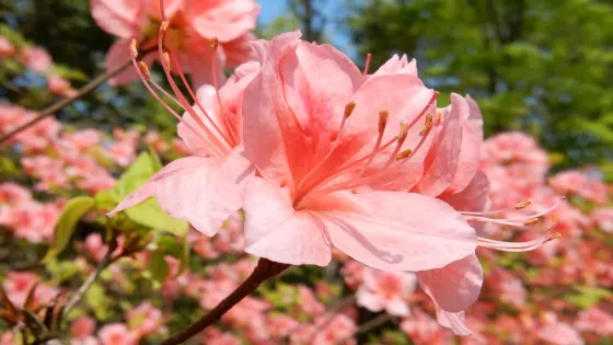 上野原遺迹