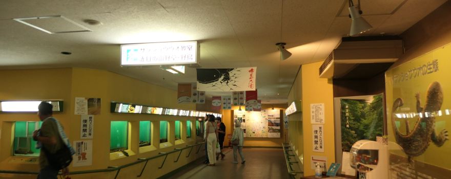 Japan Salamander Center
