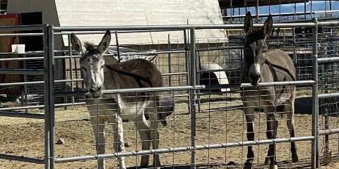 Superstition Farm