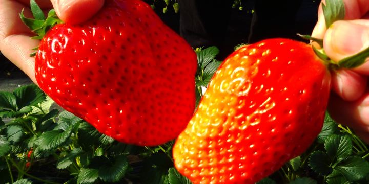 Tateyama Strawberry Picking Center