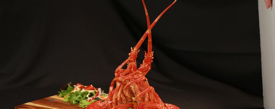The Big Lobster