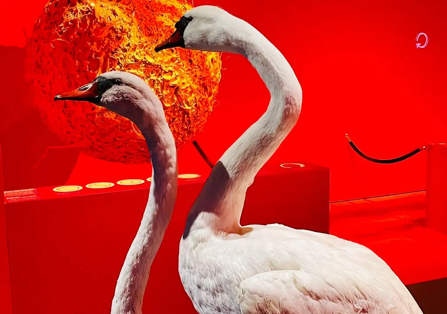 Hotels near Museum of Natural History Basel