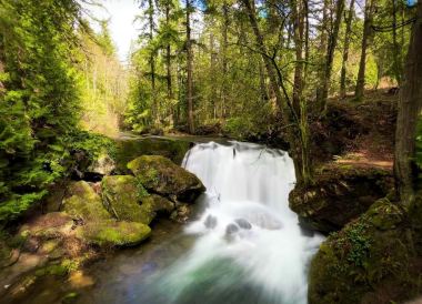 Bellingham