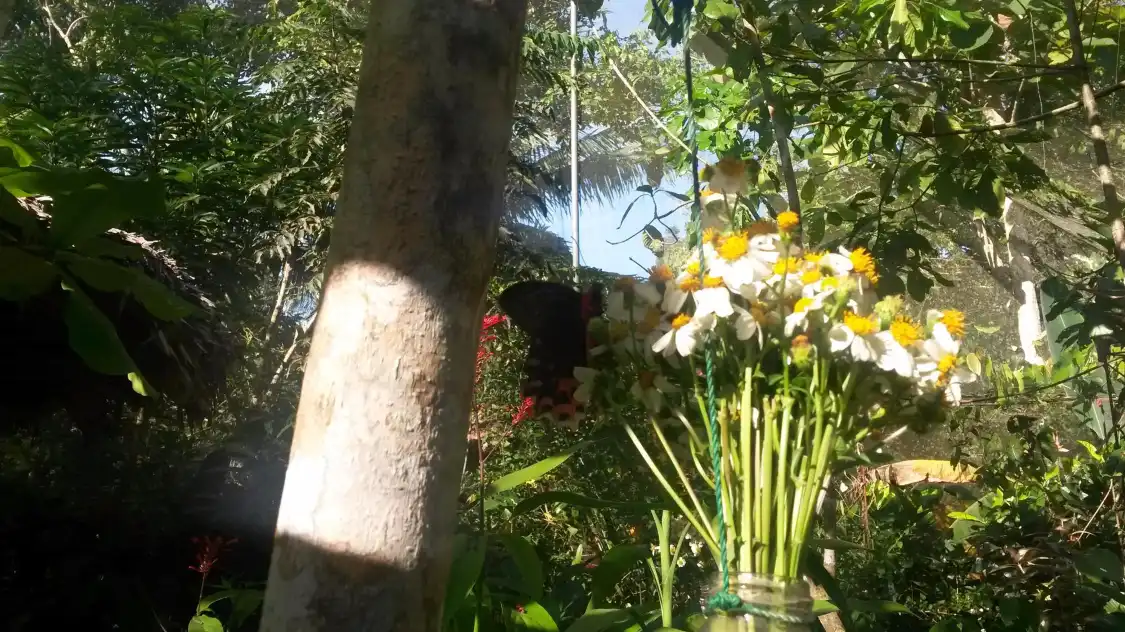 Hotels near Boracay Butterfly Garden