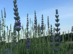 Seven Oaks Lavender Farm