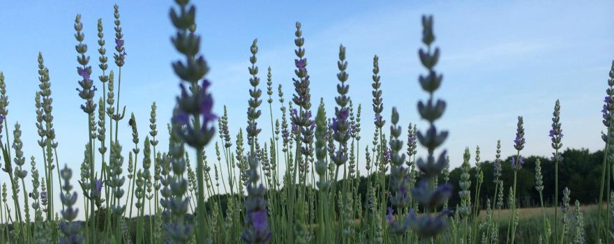 Seven Oaks Lavender Farm