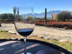 Bodega Domingo Molina