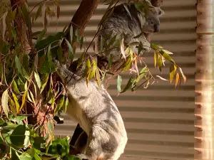 Snakes Downunder Reptile Park and Zoo