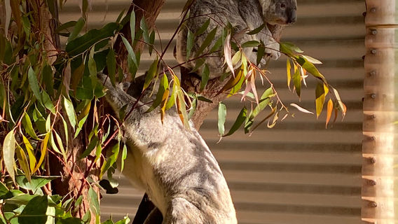 Snakes Downunder Reptile Park and Zoo