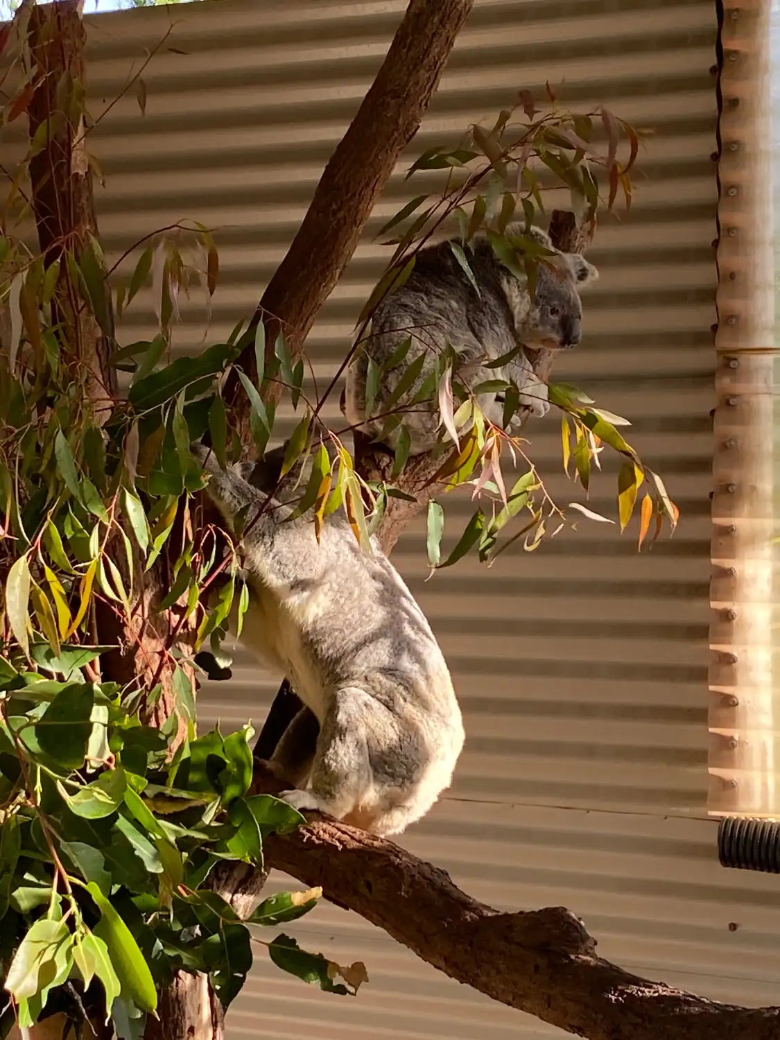 Hotels near Snakes Downunder Reptile Park and Zoo