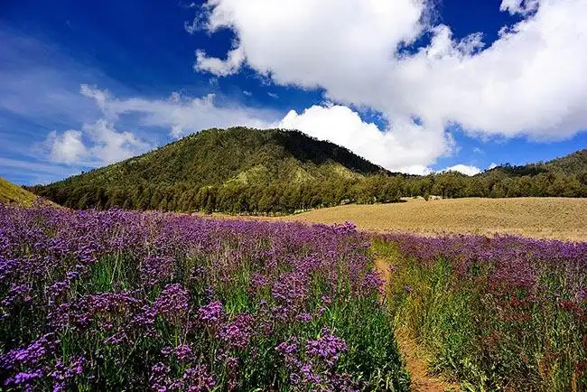 Hotels near Ranu Kumbolo Lake