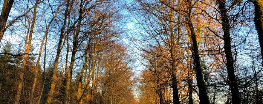 Wentwood Forest