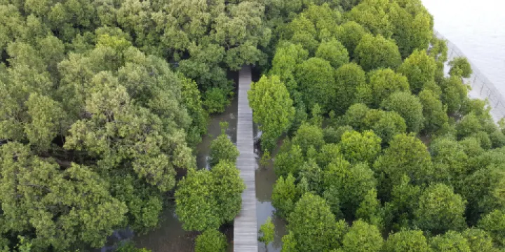 Sky View Tower and Mangrove Research Center