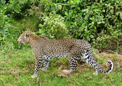 Bongo Asili Cultural travels ltd