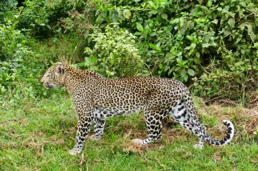 Bongo Asili Cultural travels ltd