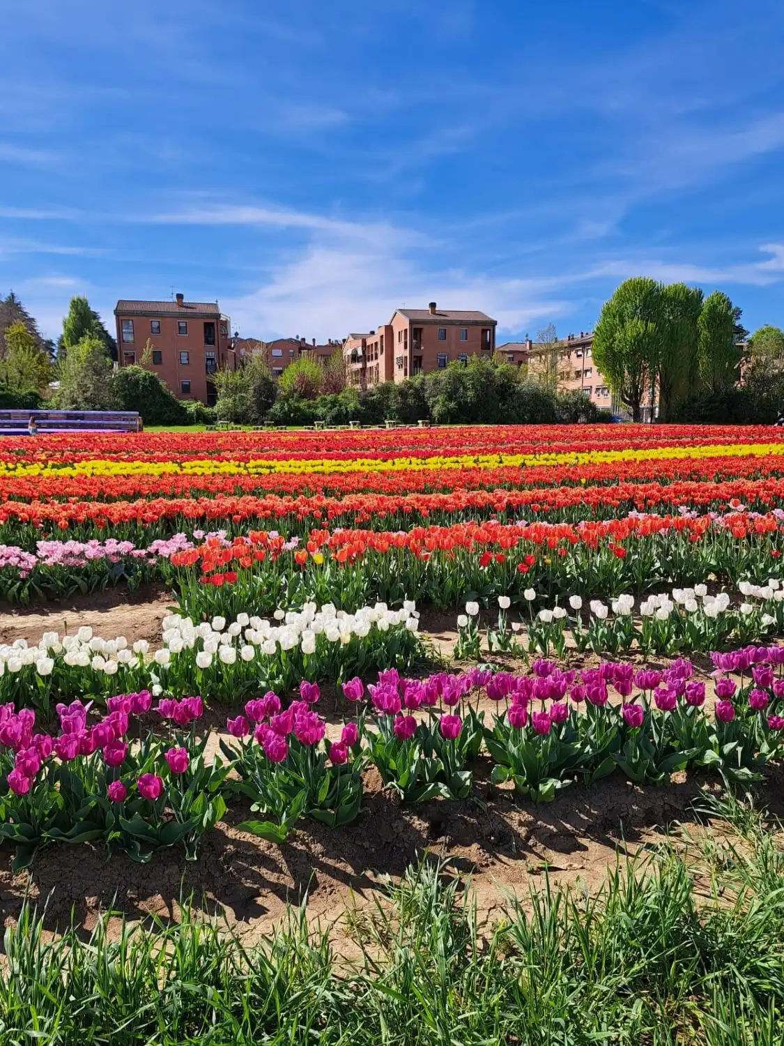 Hotels near TuliPark - Bologna