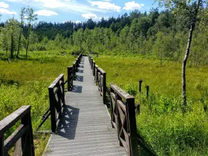 Bijotų-Širvinto miško pažintinis takas