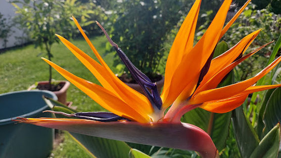 VfL Brochenzell e.V.