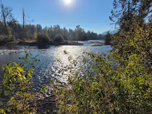 Sockeye Salmon Run - Spawning Salmon Viewing and Information Center