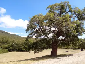 Bosco Paduli