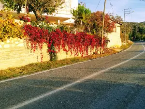 Sarı Kavak