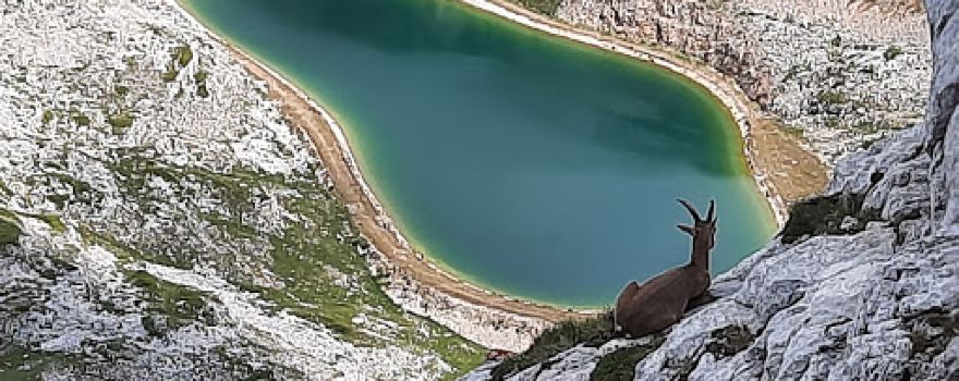 La Grande Moucherolle