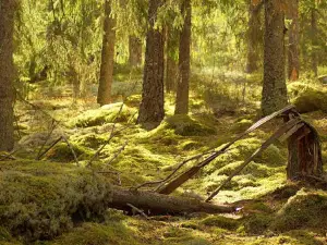 Fermansbo Urskog