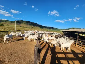 São Felix do Xingu PA TREVO Centro