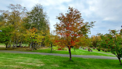 Tornio Arboretum