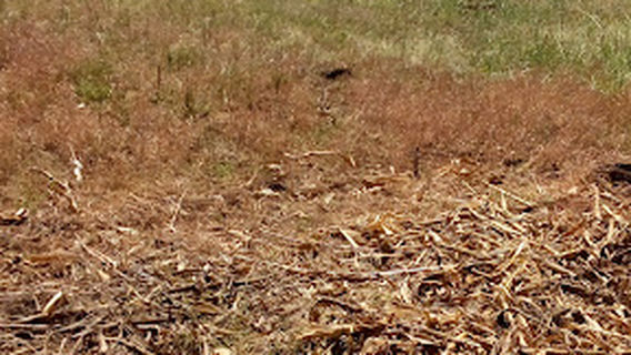 Adola Shakiso Gold Mining