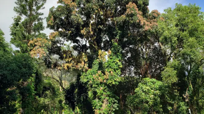 Castle Junction Tickets 2025 - 0HJ3u12000j4uly8s0DE7 C 670 376 Q70.webp