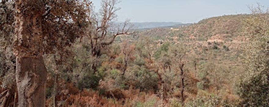 Forêt de Zarifet