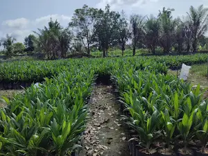 simpang rambutan kecamatan batang asam