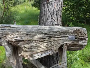 Tiste Bauernmoor