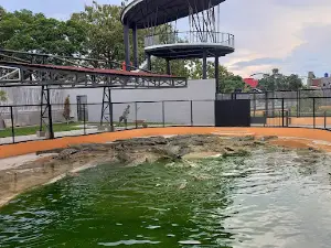 Penangkaran Buaya Asam Kumbang