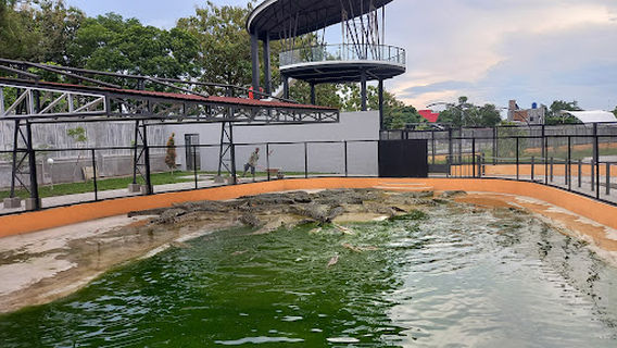 Penangkaran Buaya Asam Kumbang