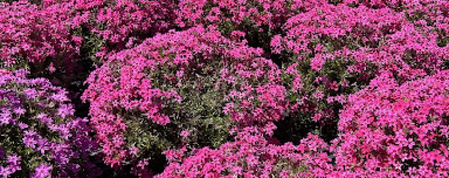 Plantsource Garden Center