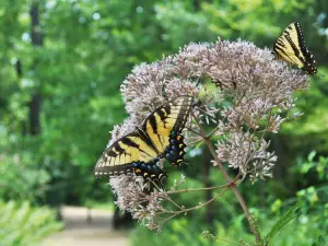 North Carolina Botanical Garden
